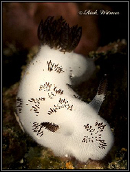 Jorunna funebris. G9/Ikelite DS160s/2 UCL165s. by Richard Witmer 